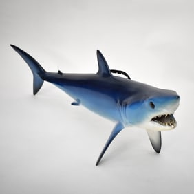 Mako Shark Taxidermy Mount