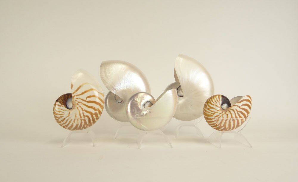 Collection of Seven (7) Natural Nautilus Shells, Five: Collection of Seven (7) Natural Nautilus Shells, Five (5) with Acrylic Stands. One with Product of Philippines Paper Tag. Loss/Hole to One and Split to Another Otherwise Good Condition. Largest Measur