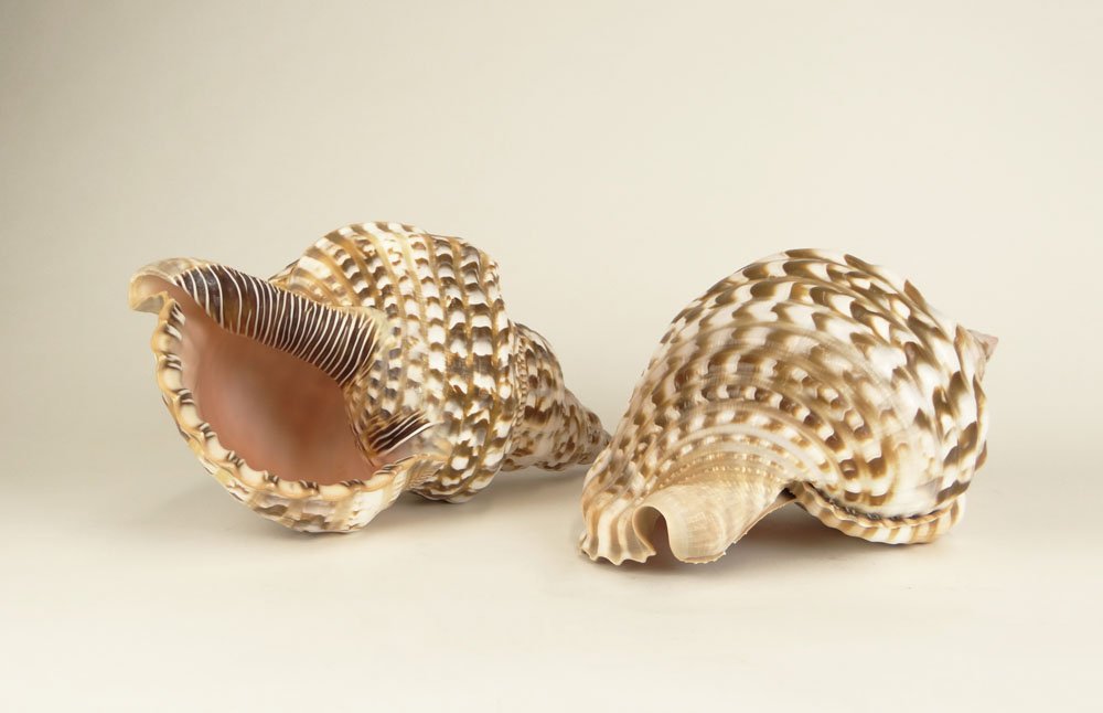 Two (2) Large Natural Sea Snail Shells. Minor Natural L: Two (2) Large Natural Sea Snail Shells. Minor Natural Losses, Overall Good Condition or Better. Measure Approximately 12 Inches by 6-1/2 Inches. Shipping $56.00