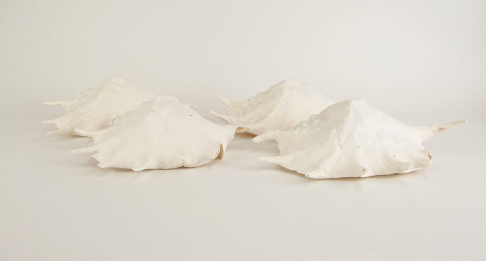 Four (4) Natural Spider Conch Shells. Minor natural Los: Four (4) Natural Spider Conch Shells. Minor natural Losses, Overall Good Condition or Better. Measure Approximately 11-1/2 Inches by 7 Inches. Shipping $48.00
