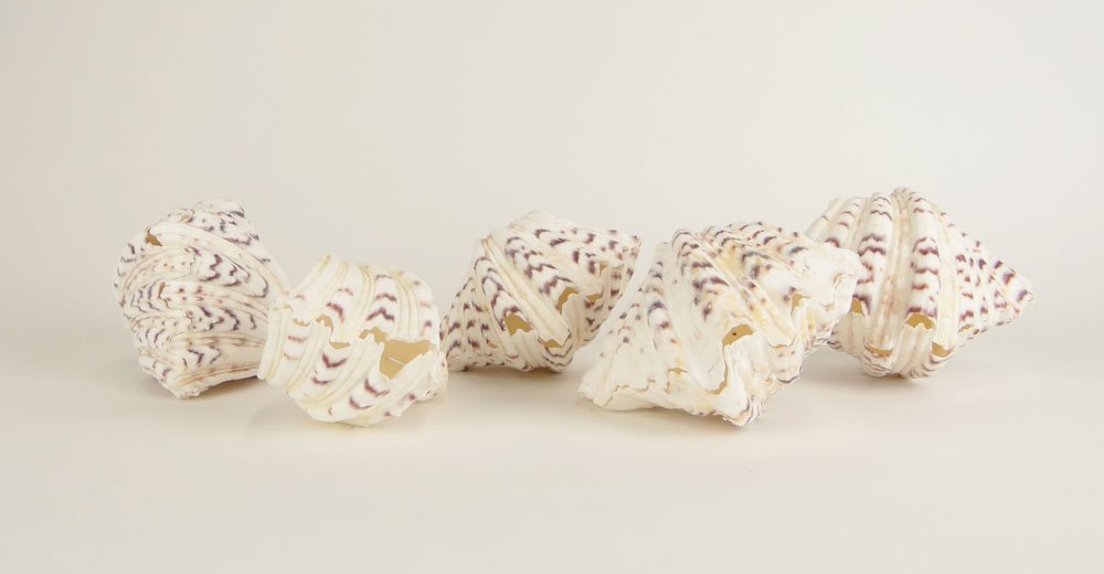 Five (5) Natural Whole Two-part Clam Shells. Minor Natu: Five (5) Natural Whole Two-part Clam Shells. Minor Natural Losses Overall Good Condition. Largest Measures Approximately 5 Inches by 4 Inches. Shipping $48.00