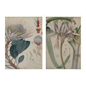 Botanical Hand Colored Engravings of Plants