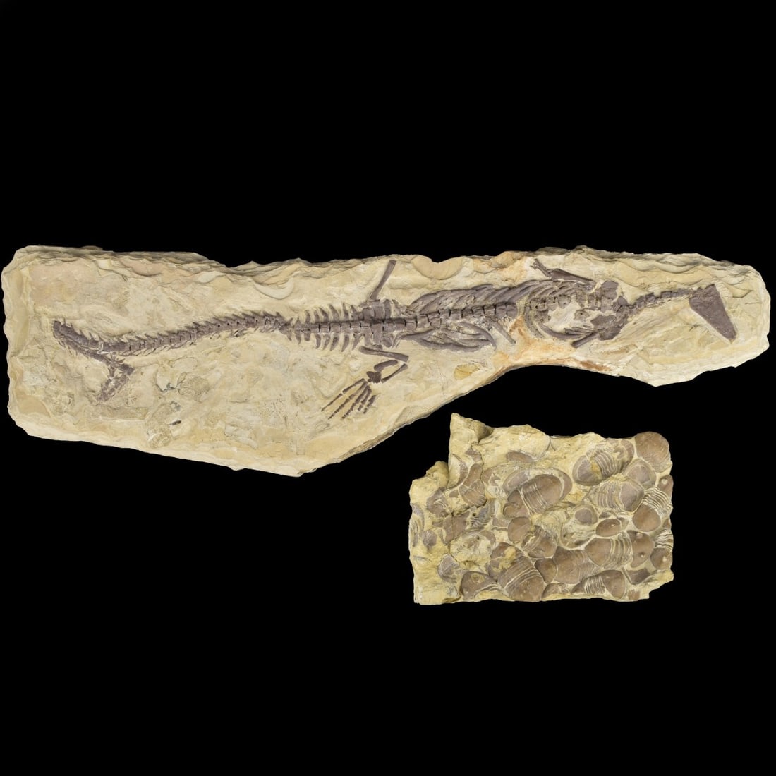 Prehistoric Fossils (1 of 6)