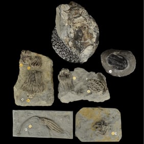 Prehistoric Fossils