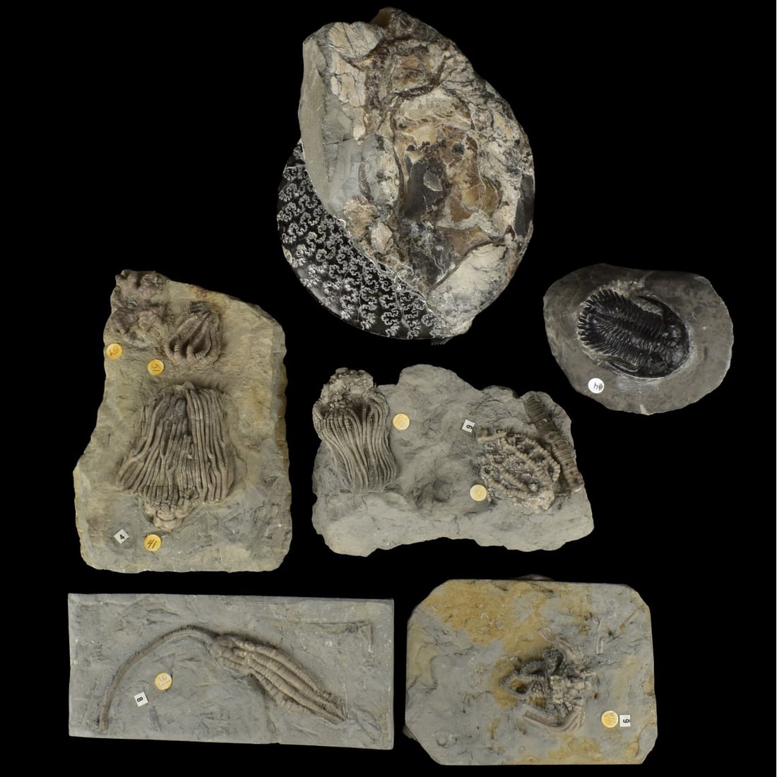 Prehistoric Fossils (1 of 9)