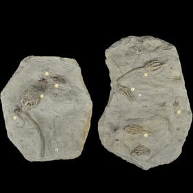 Prehistoric Fossils