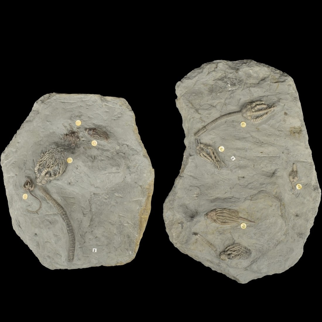 Prehistoric Fossils (1 of 7)