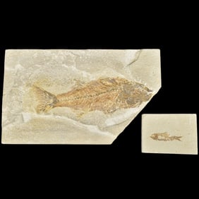 Fossilized Fish