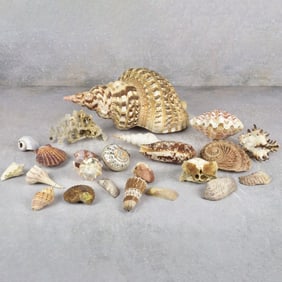 Collection of Natural Sea Shells