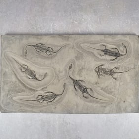 Fossilized Aquatic Reptiles