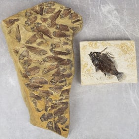 Prehistoric Fish Fossil Slabs
