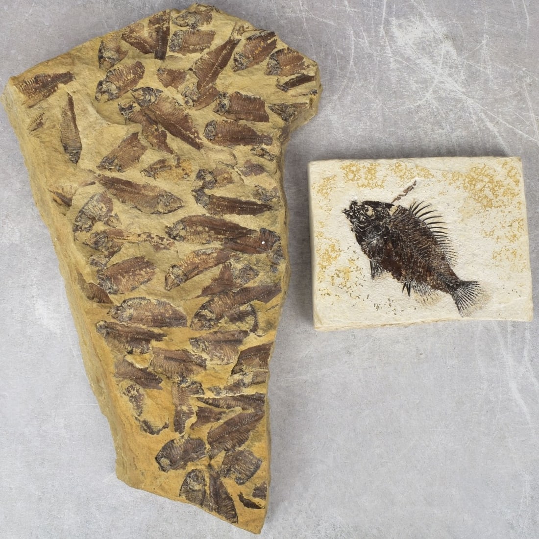 Prehistoric Fish Fossil Slabs (1 of 6)
