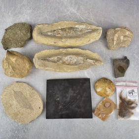 Prehistoric Fossils and Amber Specimen