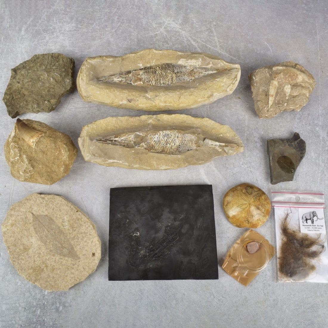 Prehistoric Fossils and Amber Specimen (1 of 9)