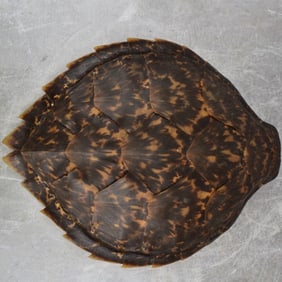 Natural Carapace Shell