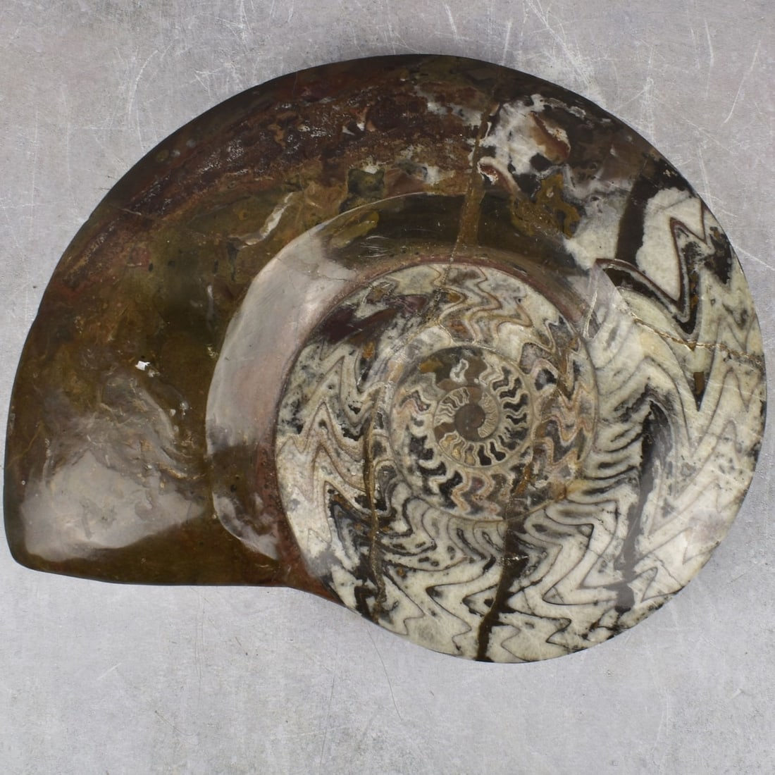 Carved Nautilus Ammonite Fossil Stone (1 of 7)