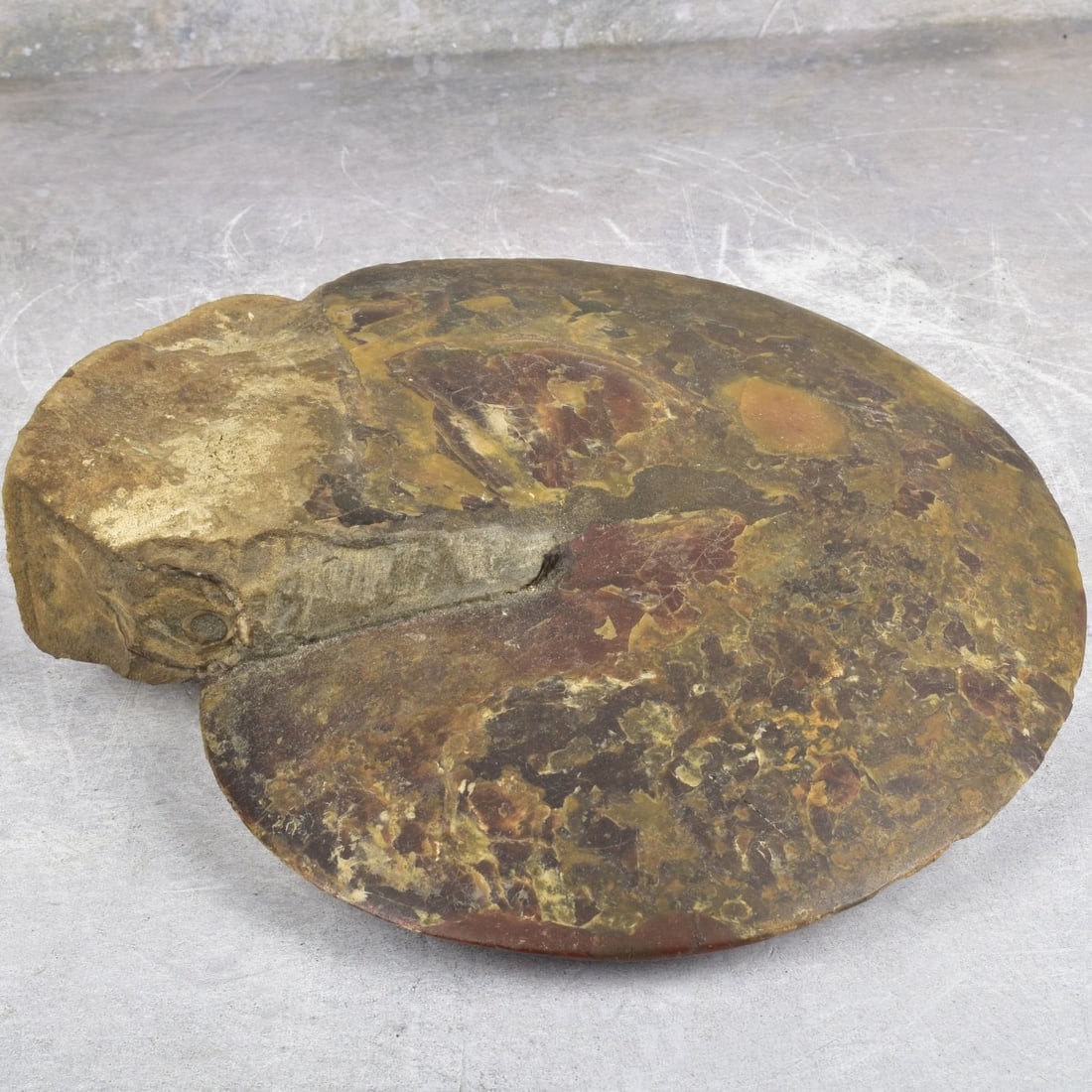 Carved Nautilus Ammonite Fossil Stone (1 of 7)