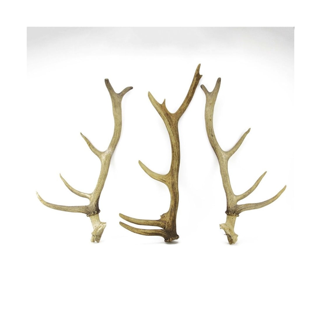 Large Isolated Deer Antlers (1 of 5)