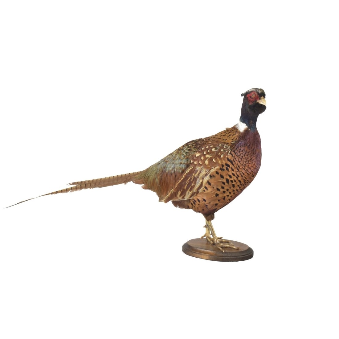 Taxidermy Mounted Ringneck Pheasant (1 of 6)