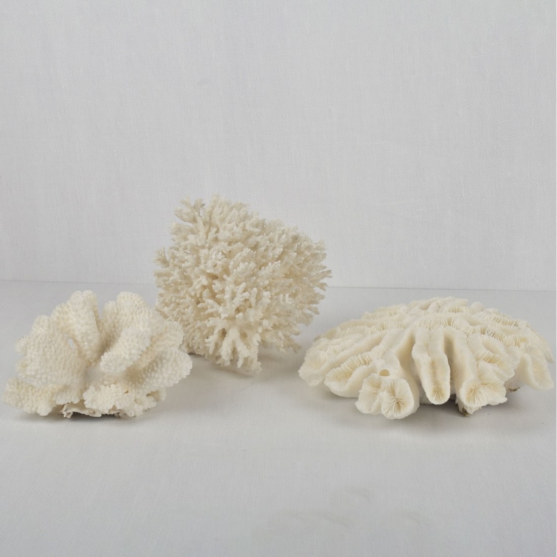 White Coral Specimens: Three Large White Coral Specimens. Largest measures: 7" high, 7" wide, 7-1/2" deep, middle size measures: 4-3/4" high, 7" wide, 6" deep, shortest measures: 3" high, 9" wide, 9-1/2" deep. Kodner