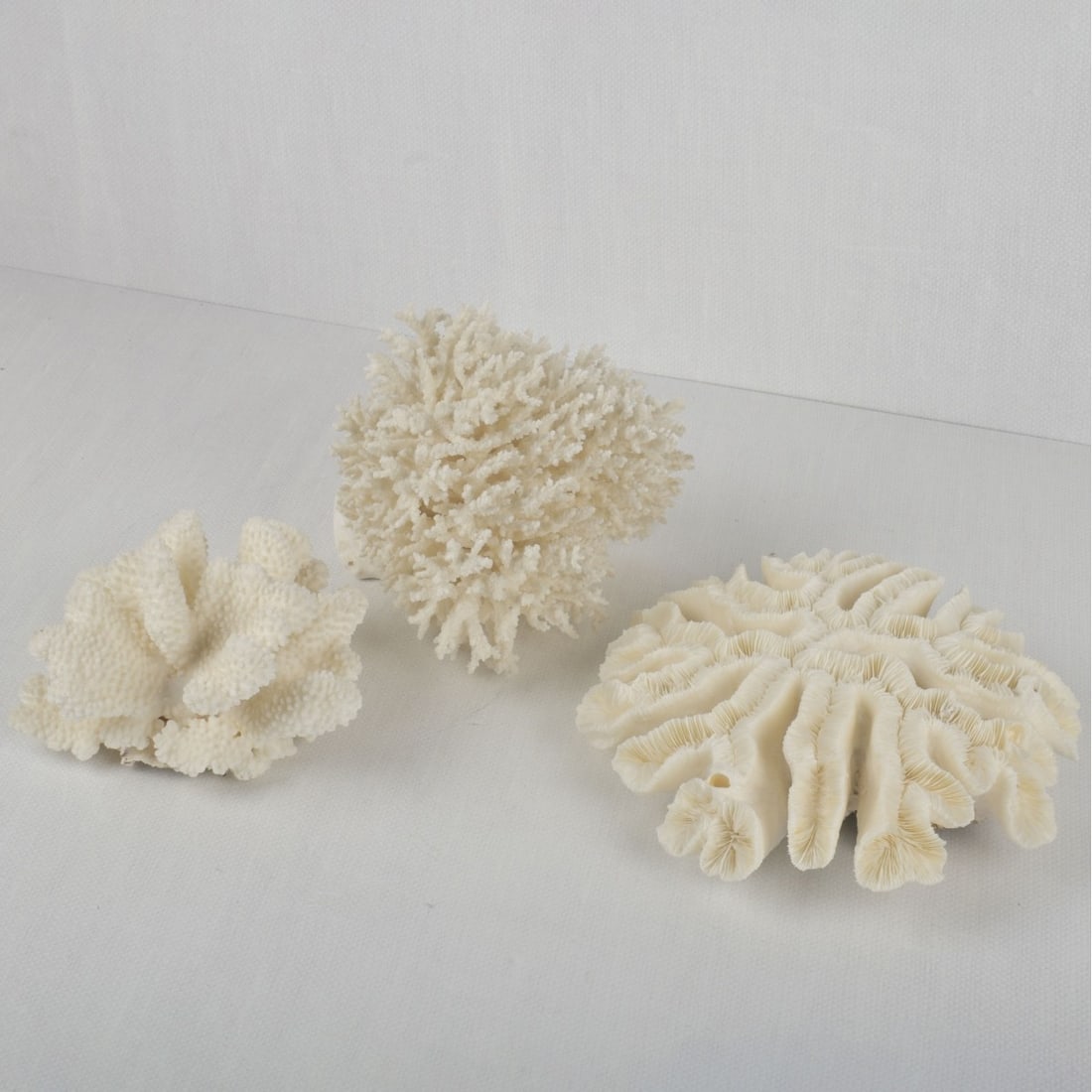 White Coral Specimens - 2