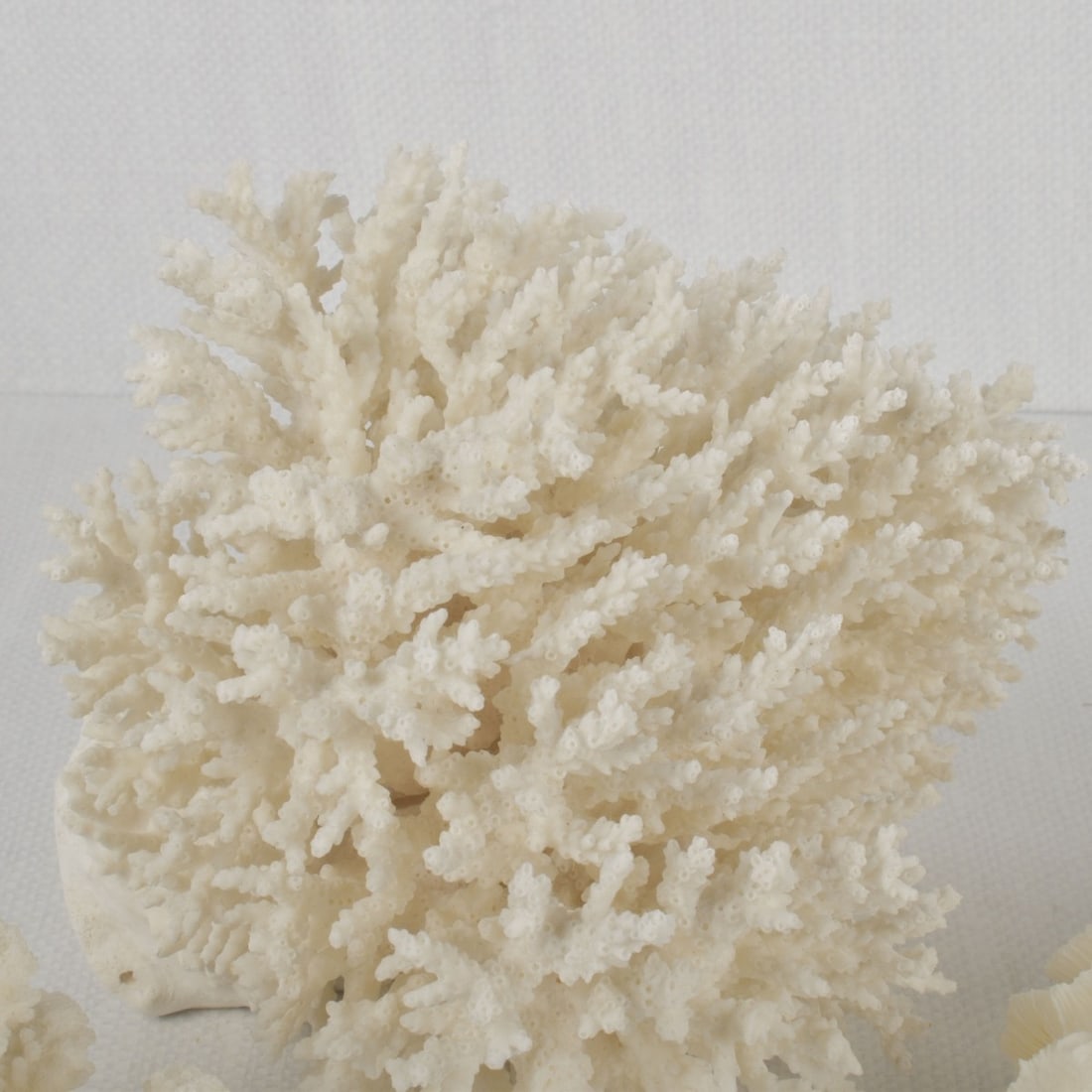 White Coral Specimens - 3