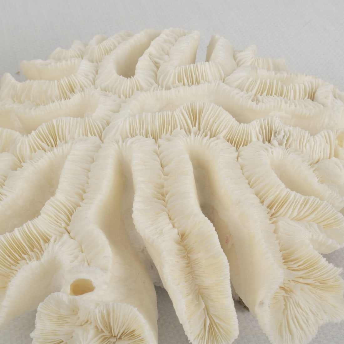 White Coral Specimens - 4