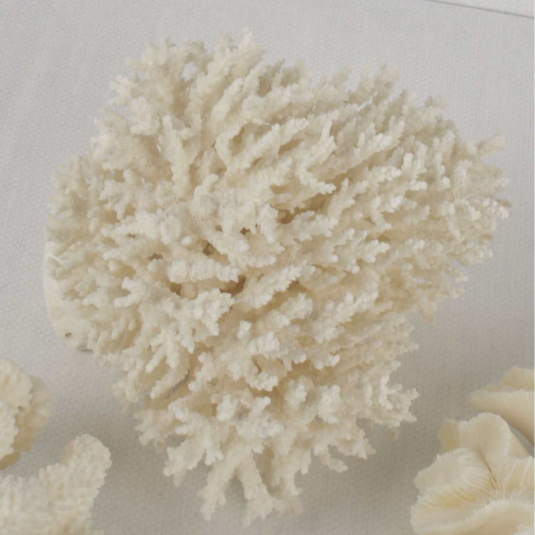 White Coral Specimens - 5