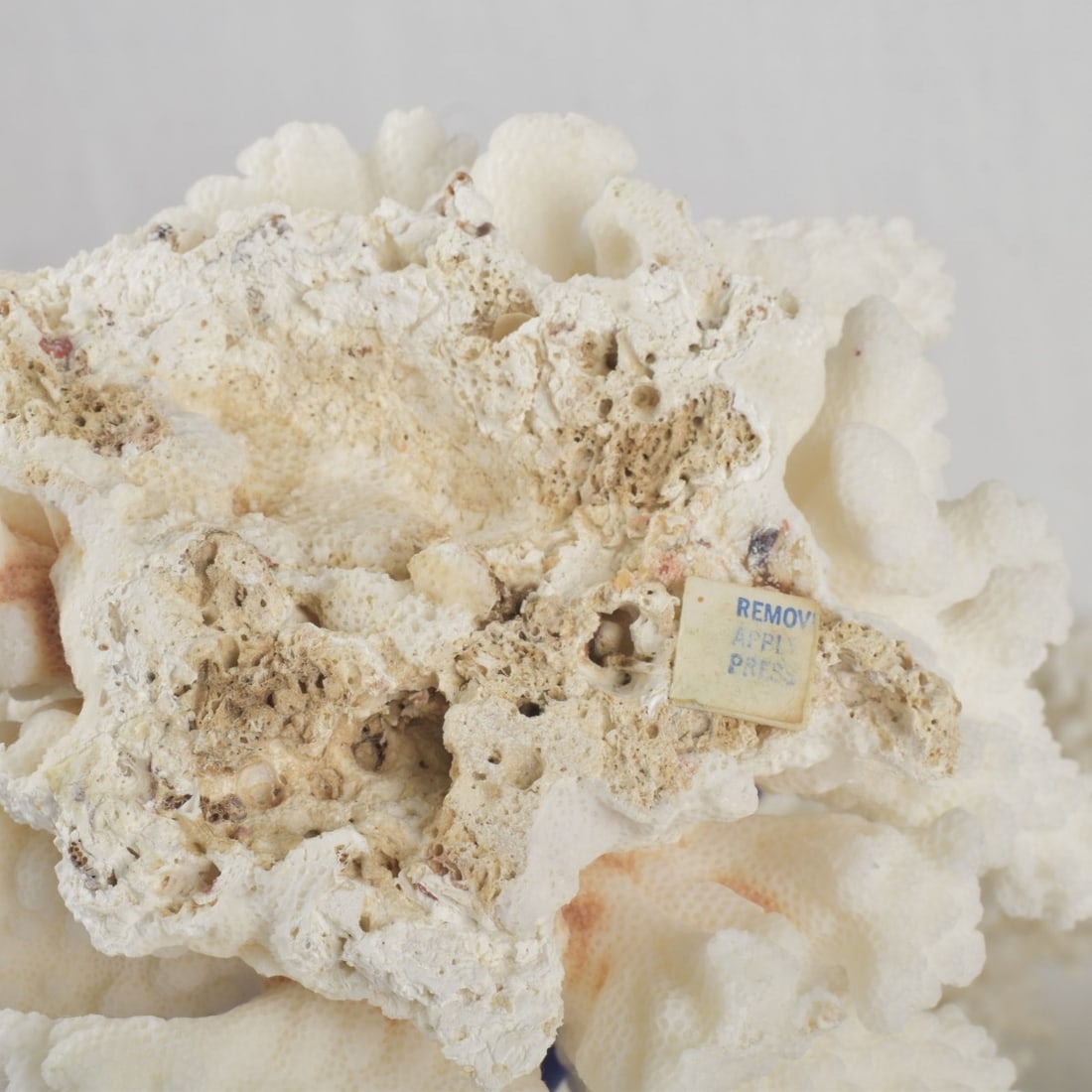 White Coral Specimens - 6