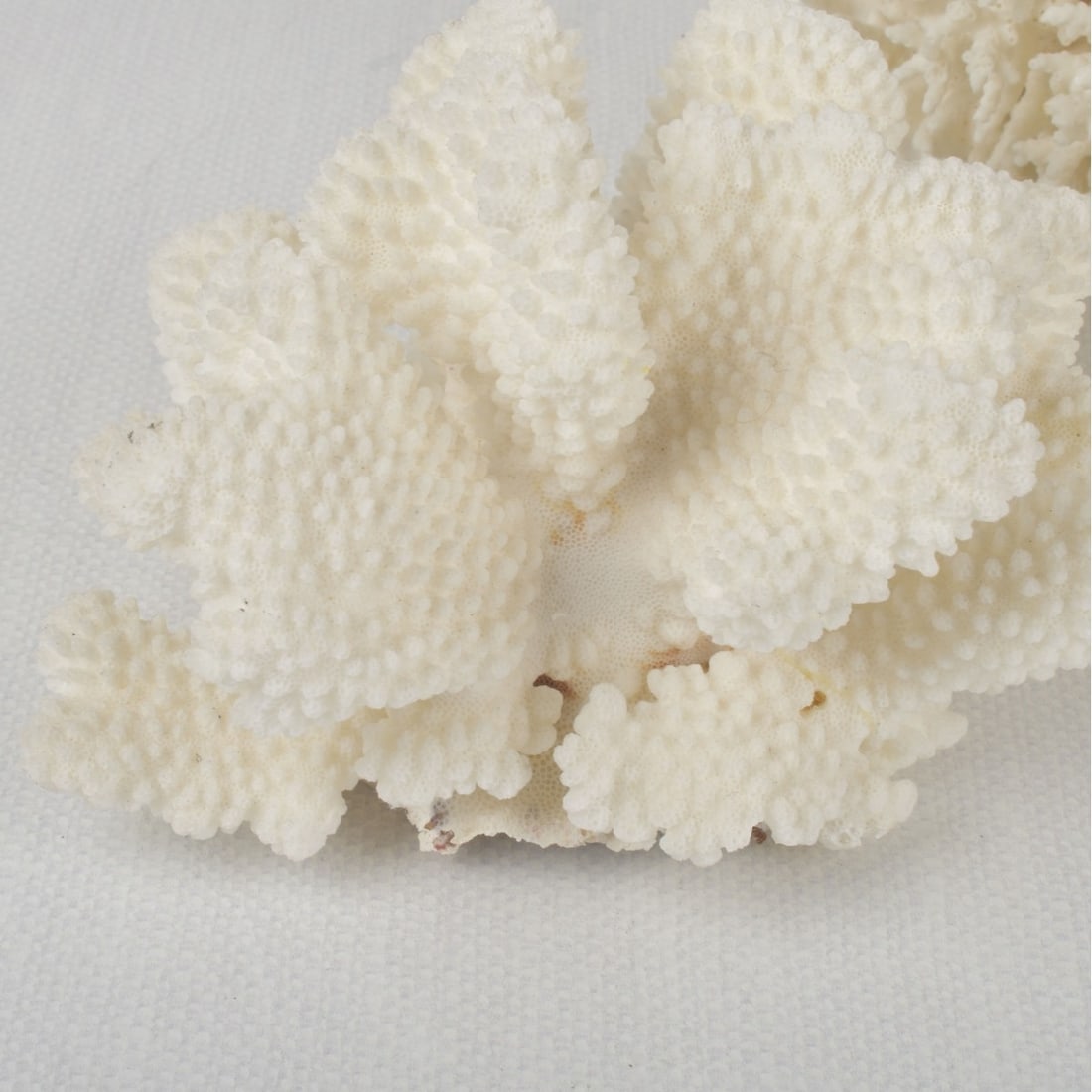 White Coral Specimens - 7