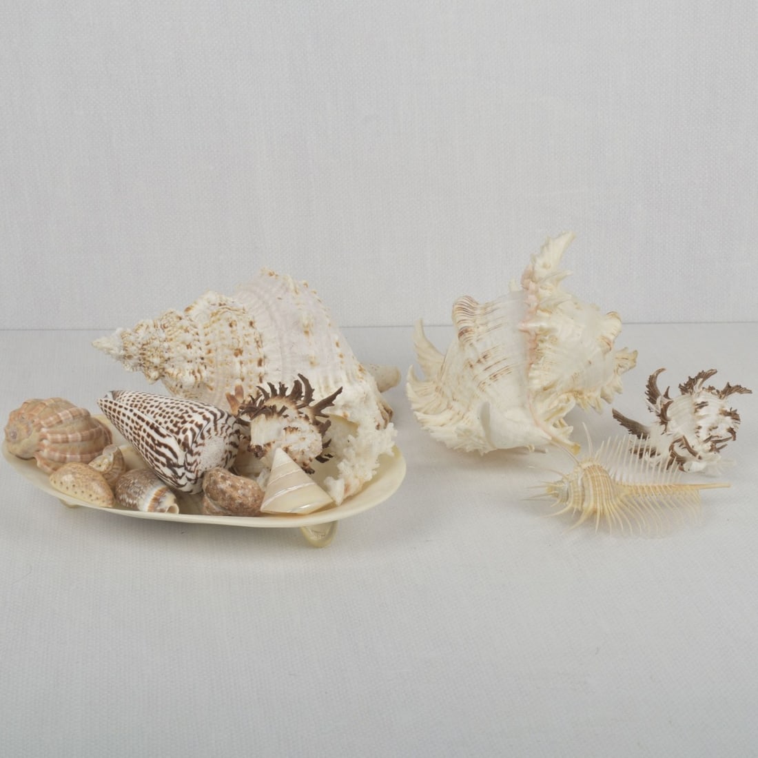 Sea Shell Collection (1 of 9)