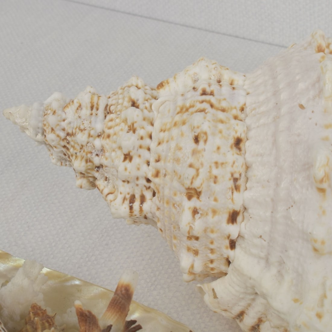Sea Shell Collection - 2