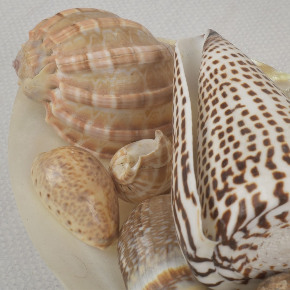 Sea Shell Collection - 3