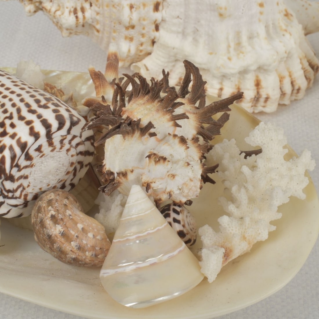 Sea Shell Collection - 4