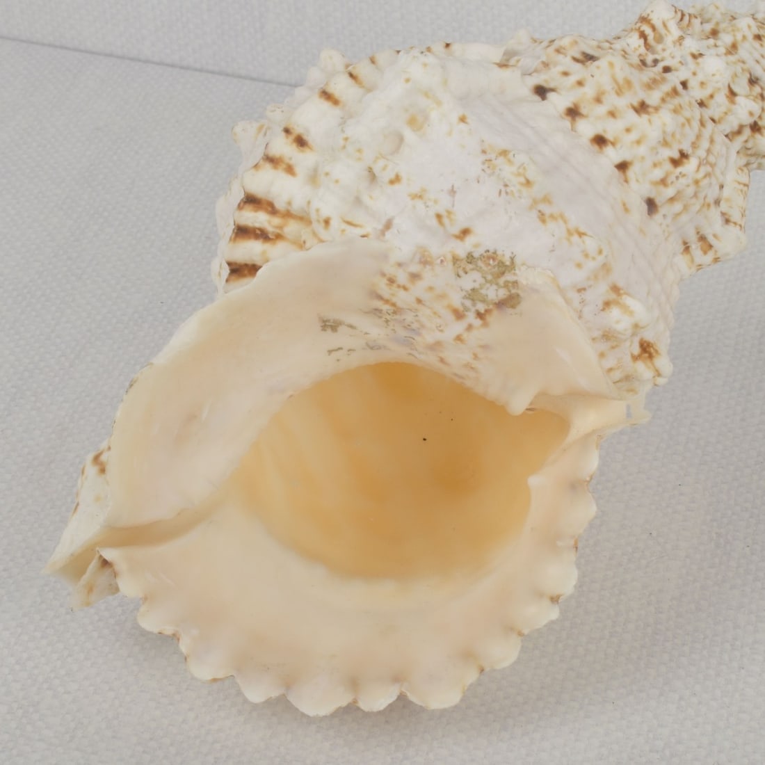Sea Shell Collection - 5