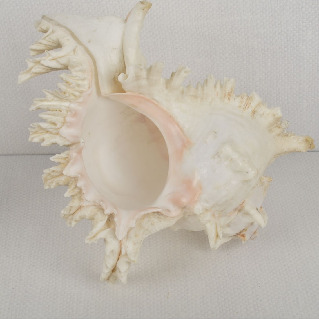 Sea Shell Collection - 6