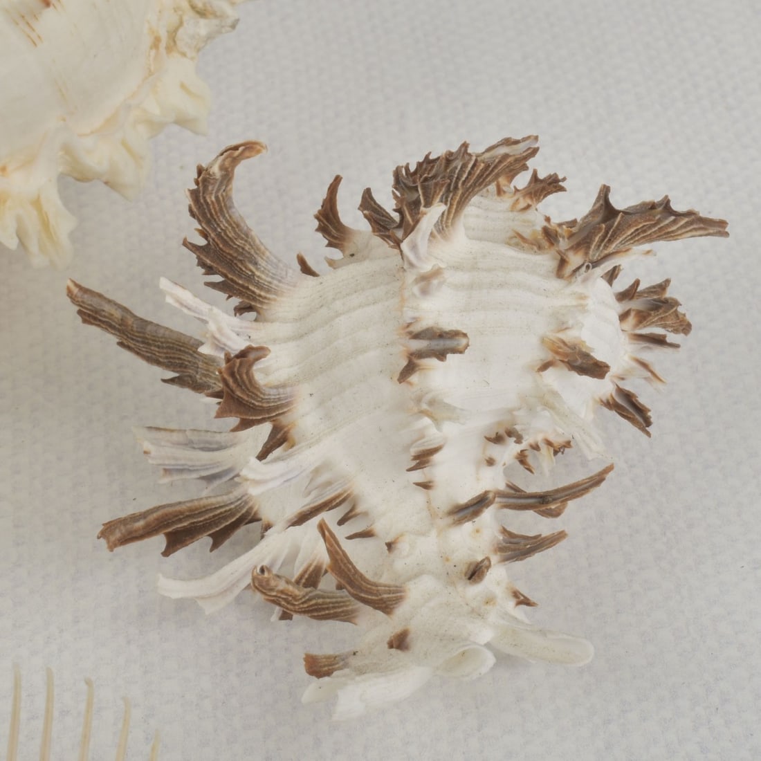 Sea Shell Collection - 7