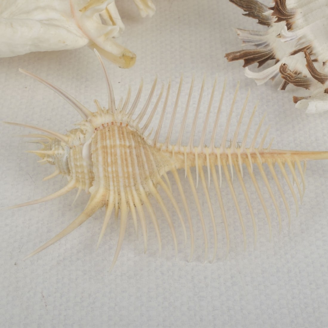 Sea Shell Collection - 8