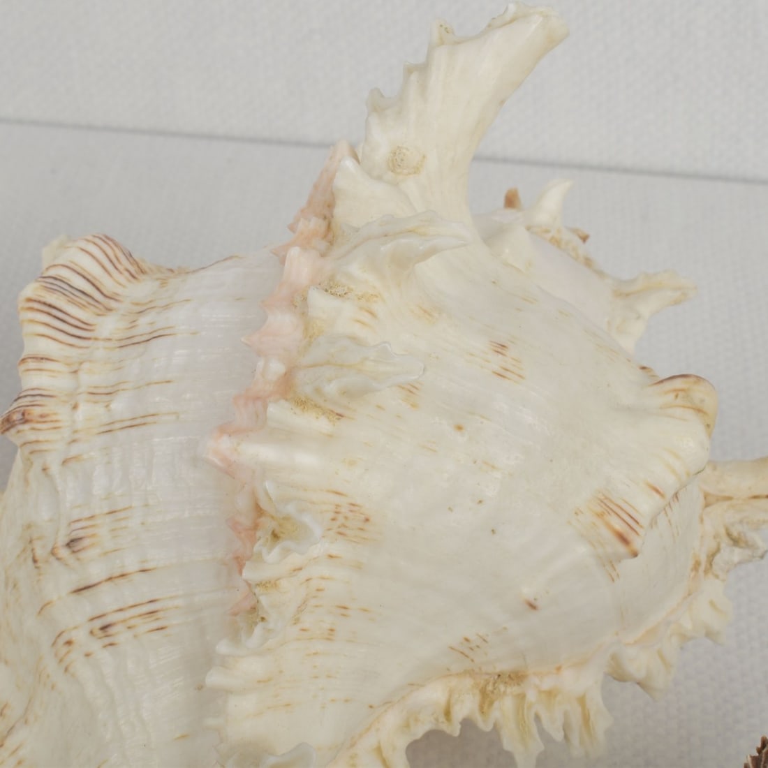 Sea Shell Collection - 9