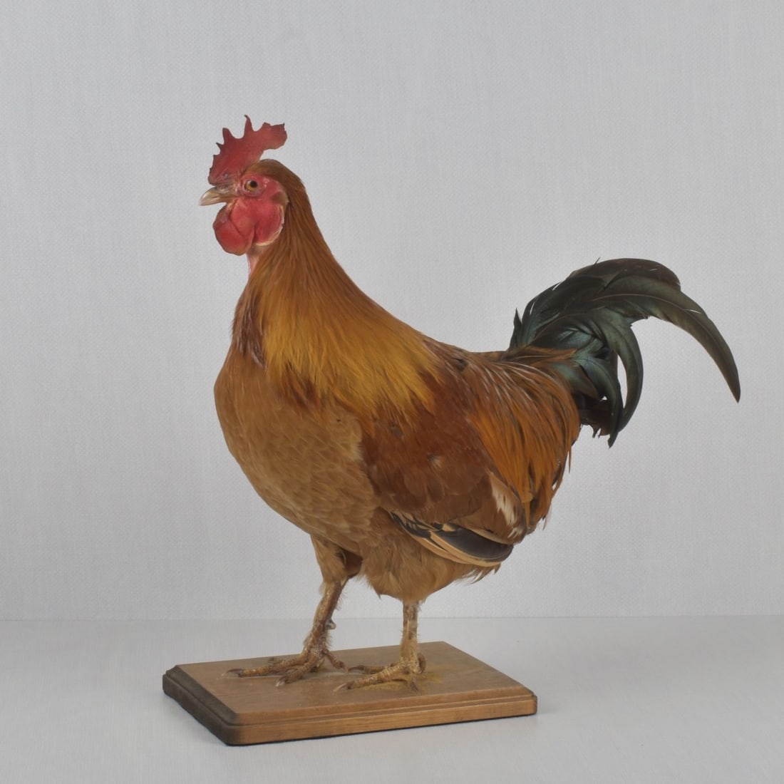 Taxidermy Mounted Rooster: Taxidermy Mounted Rooster on a Wood Base. Measures: 17" tall, 16" long, 6" wide. Kodner Galleries offers phone and absentee bidding at a low, flat 21% buyer?s premium without surcharge or hidden