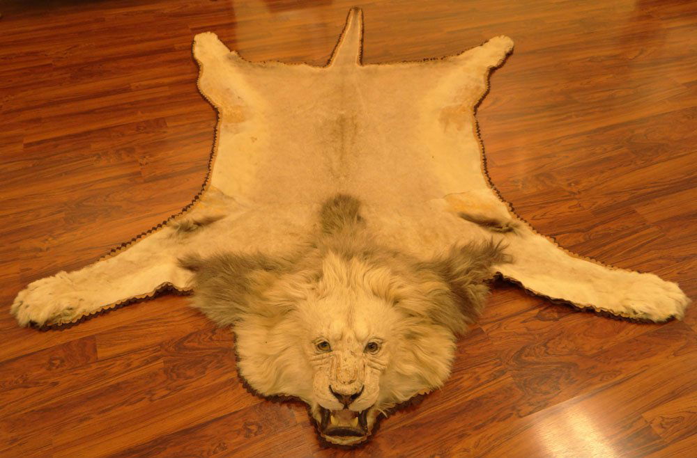 Mounted Lion Skin Rug. Jonas Brothers Taxidermy - Aug 14, 2013 | Kodner