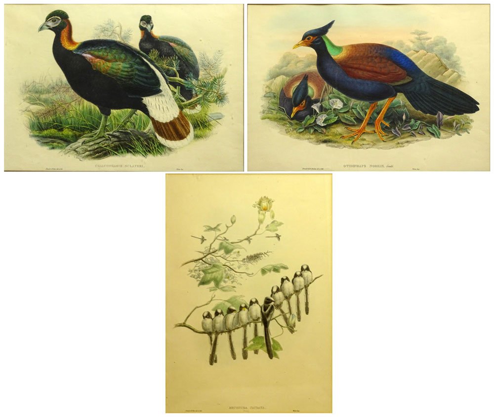 Three (3) J. Gould & H.C. Richter Hand-colored: Three (3) J. Gould & H.C. Richter Hand-colored Ornithological Lithographs "Chalcophasis Sclateri", "Otidiphaps Nobilis" and "Mechistra Caudata". Signed within Print. Toning Otherwise Good Condition. "