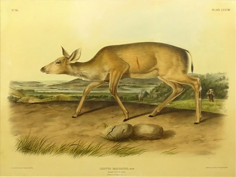 John James Audubon, American (1785-1851) Color: John James Audubon, American (1785-1851) 19th C Color Lithograph "Cervus Macrotis,SAY, Black-Tailed Deer, Female-Summer Pelage" No. 16 Plate LXXVIII. Framed Under Glass. Small Tear Bottom Center. Meas