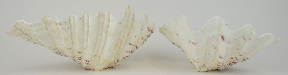 Pair Giant Sea Shells. Natural Shells with Bottoms (1 of 3)