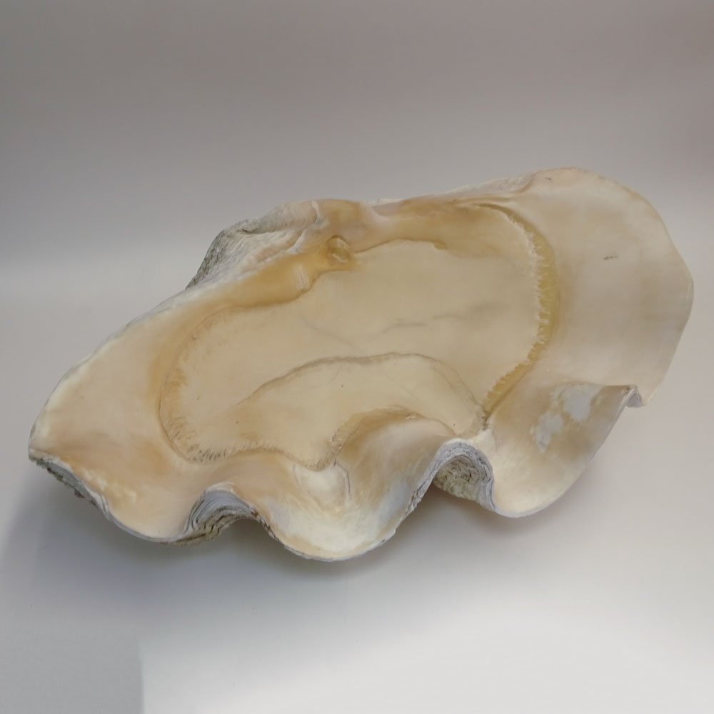 Giant Clam Shell. Measures 26 inches by 17 inches. (1 of 2)