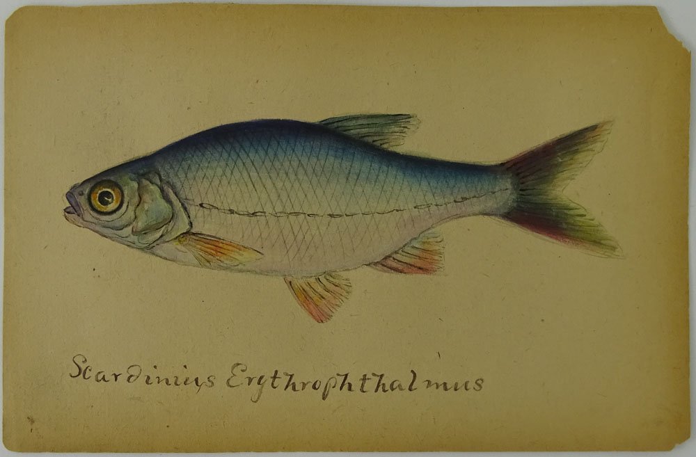 Titian Ramsay Peale (AMERICAN, 1800-1885) Scardinius: Titian Ramsay Peale (AMERICAN, 1800-1885) Scardinius Erythrophthalmus, Watercolor and Ink on paper. Signed to Back Titian R. Peale 1831. Good Condition Toning, Loss to Corners. Measures 5" Tall, 7.5"