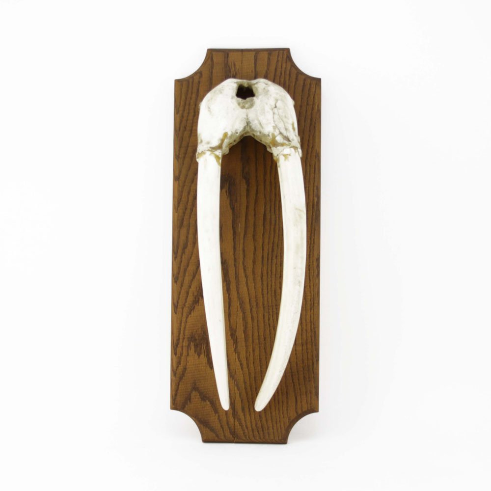 Antique Alaskan Walrus Skull and Tusk Mounted on Wooden: Antique Alaskan Walrus Skull and Tusk Mounted on Wooden Plaque. Repair to skull, split to wooden plaque. Skull and tusk measures 20-1/2" Long. Plaque measures 25" H x 9-1/4" W. We Will Not Ship This I