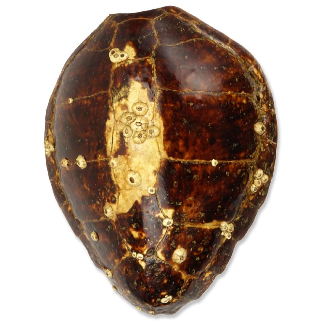 Large Antique Tortoise Shell With Barnacles. Good (1 of 6)