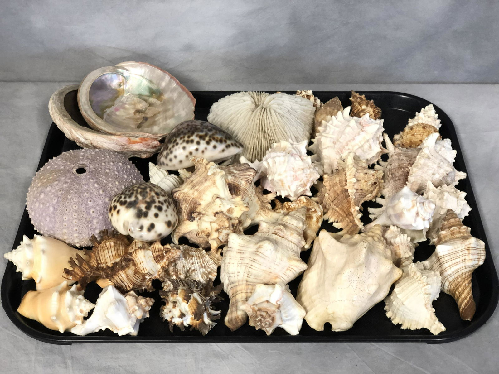 Asst SeaShells - Various Styles & Sizes - Conch, (1 of 4)