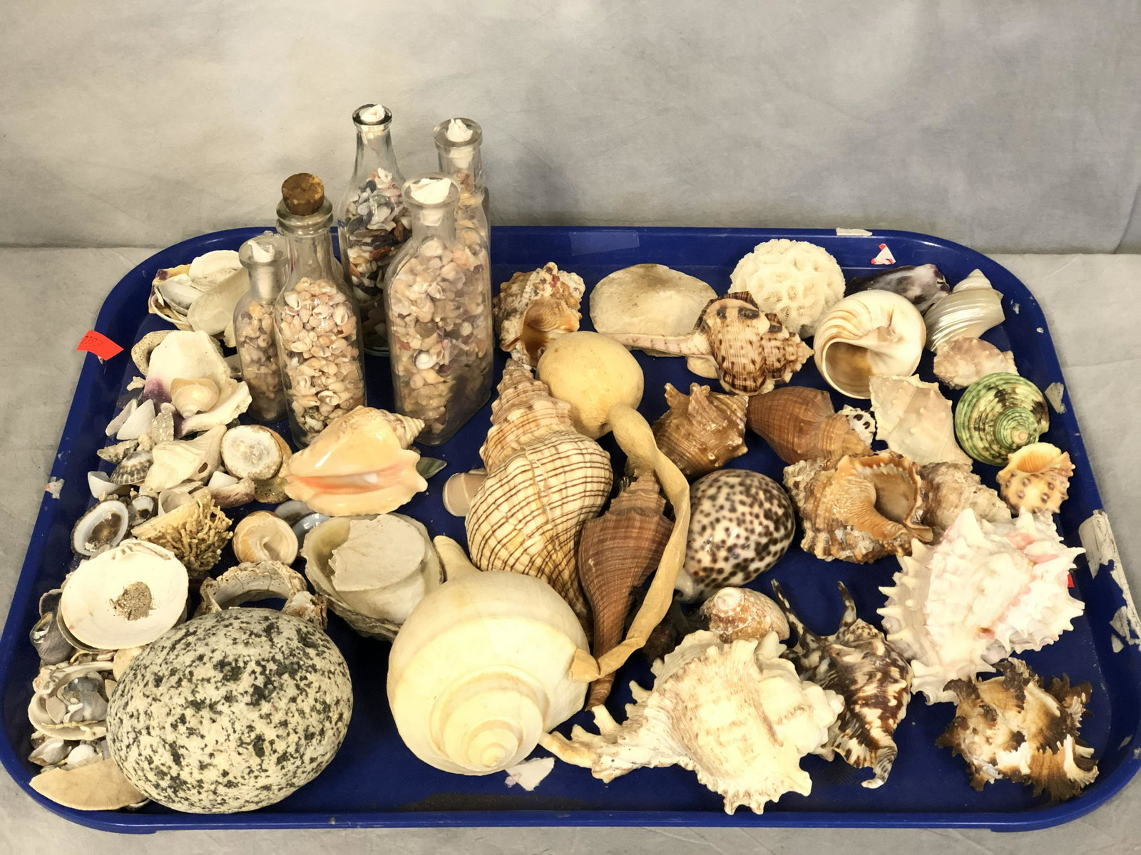 Asst Lot of Sea Shells: Asst Lot of Sea Shells
